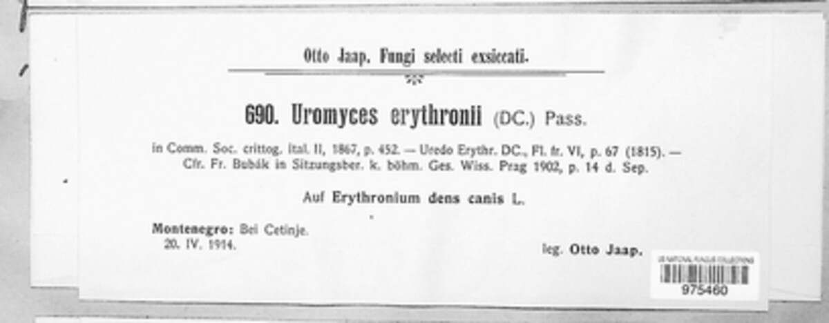 Uromyces erythronii image